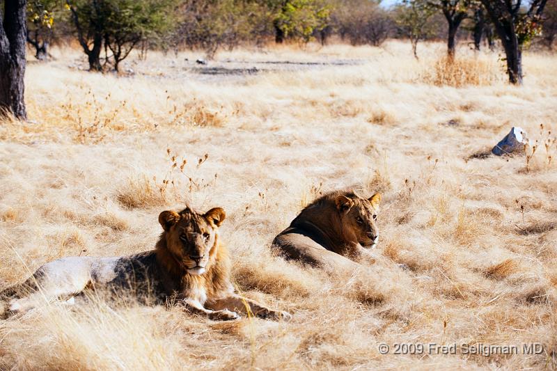 20090611_090432 D3 (1) X1.jpg - Lions at Little Ongava Reserve, a private game area, contiguous with Etosha National Park, Namibia